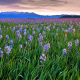 a meadow of blooming blue camas at sunrise with mountains in the background
