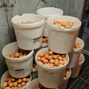 stacked plastic buckets filled with brown eggs