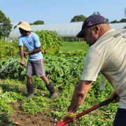 people working with tools in a vegetable garden with hoop houses in the background