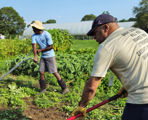 people working with tools in a vegetable garden with hoop houses in the background