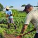 people working with tools in a vegetable garden with hoop houses in the background