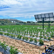A field of tomato plants with solar panels on one end of the field.