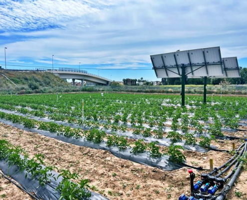 A field of tomato plants with solar panels on one end of the field.