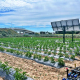 A field of tomato plants with solar panels on one end of the field.