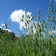 oats growing in a field against a background of blue sky with white clouds