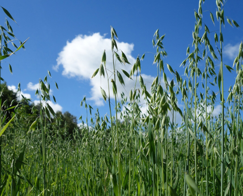 oats growing in a field against a background of blue sky with white clouds
